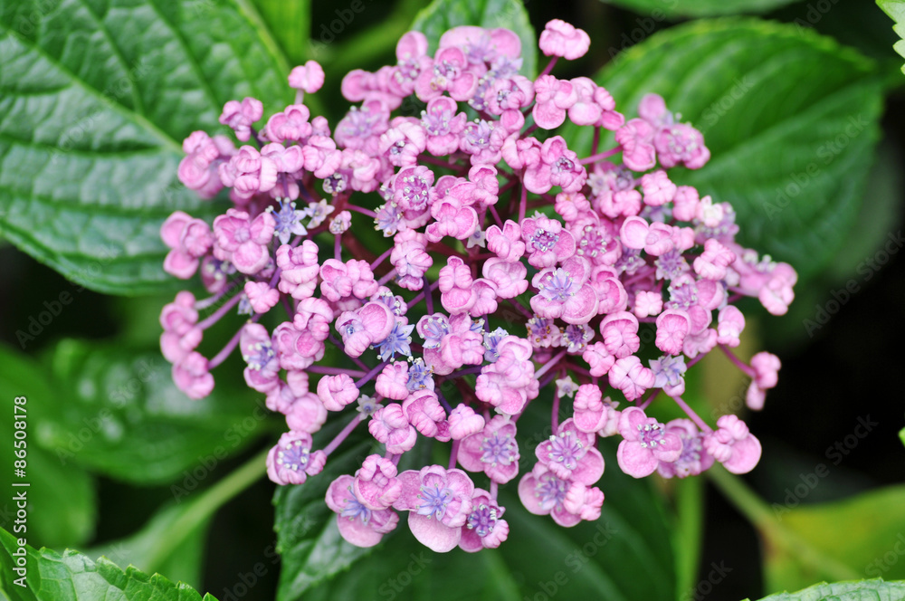 変わった紫陽花 変わった紫陽花