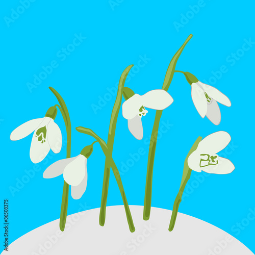 Snowdrops on a blue background