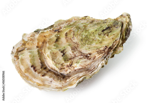 Fresh raw oyster isolated on white background