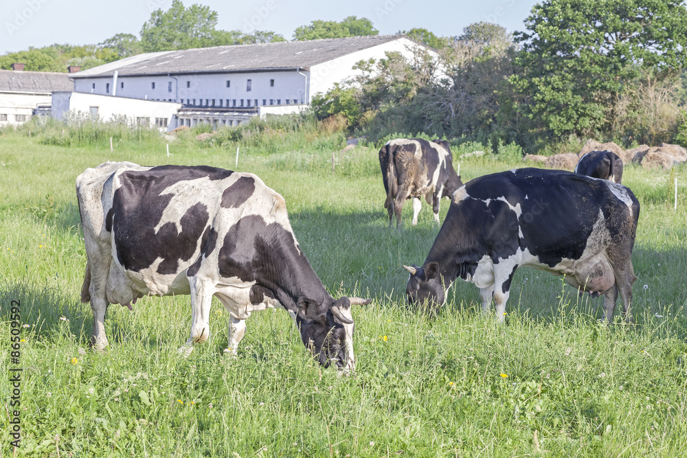 Grazing cows on a green summer field.
