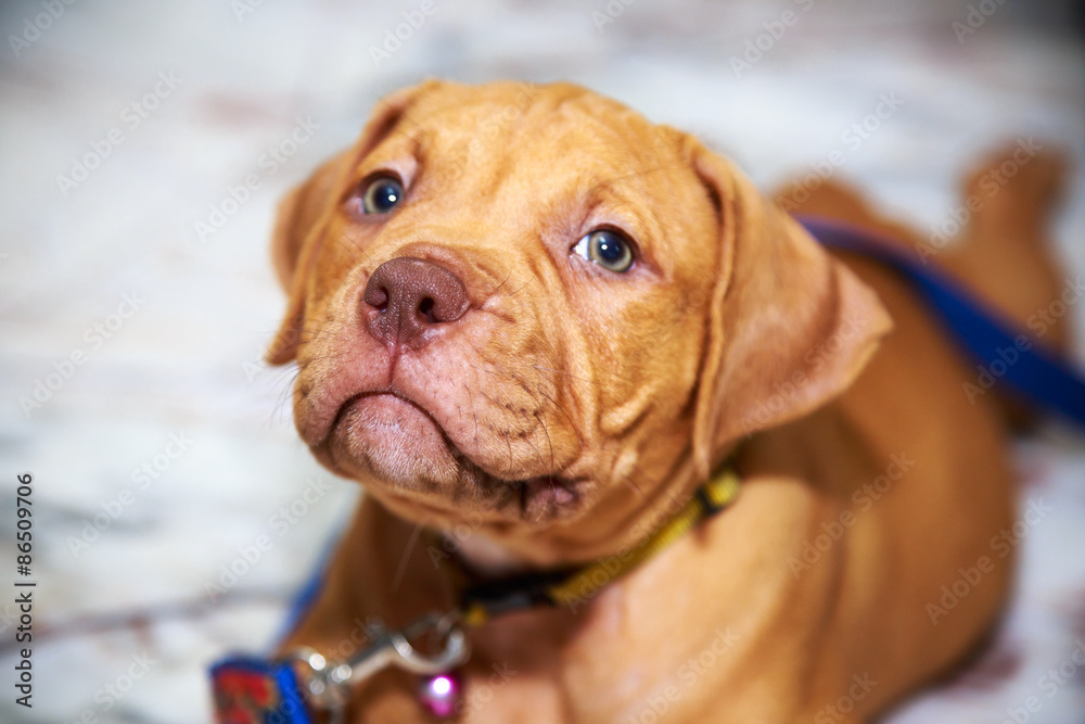 dog pit bull looking dog pit bull looking