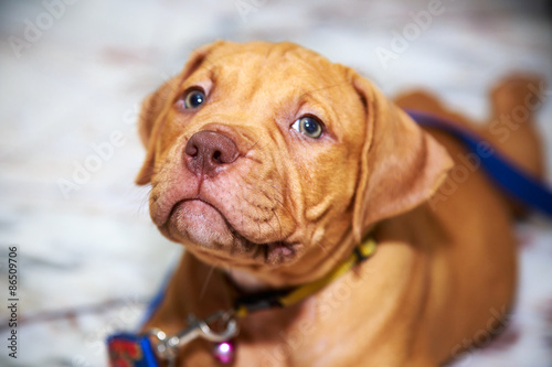 dog pit bull looking