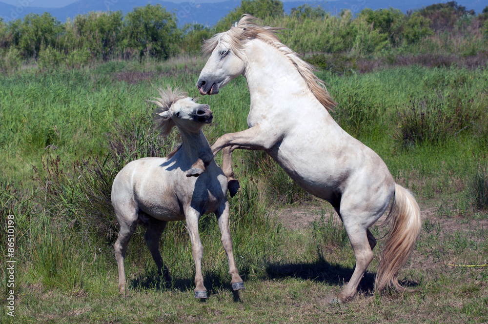 horses in the nature