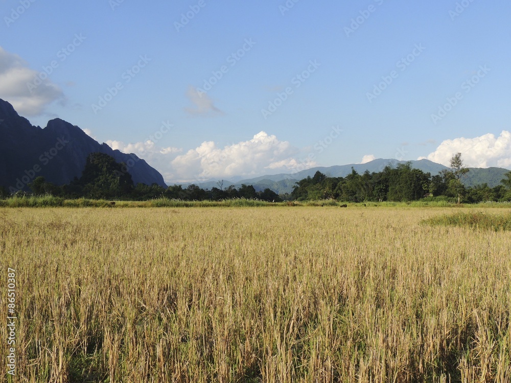 Vallée laotienne et champ de blé dans la région de Luang Namtha