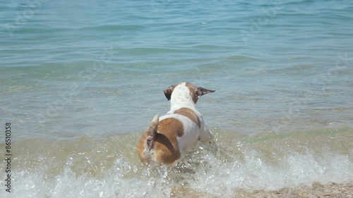 Dog Jack Russell Terrier jumping over stone in the sea and swim