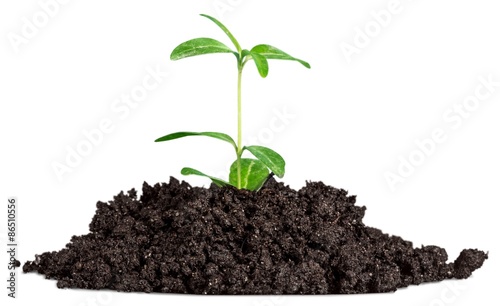 Plant, Growth, Dirt.