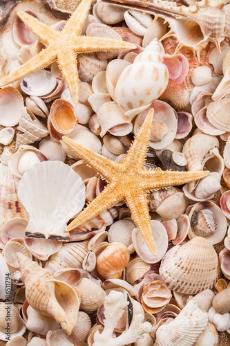 Shell, Beach, Backgrounds.
