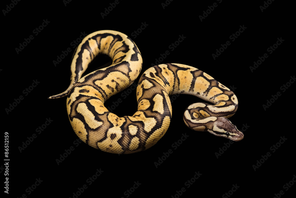 Fototapeta premium Female Ball Python. Firefly Morph or Mutation