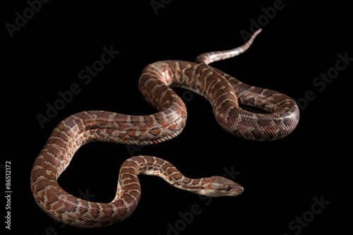 Hispaniolan boa, Chilabothrus or epicrates striatus