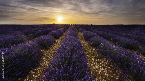 lavender field