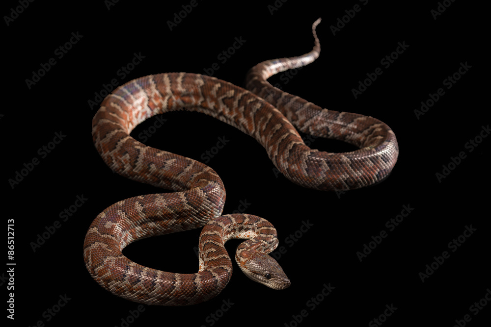Hispaniolan boa, Chilabothrus or epicrates striatus Hispaniolan boa, Chilabothrus or epicrates striatus