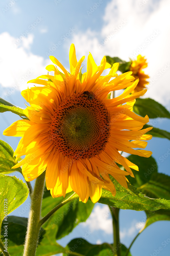 Sunflower Sunflower