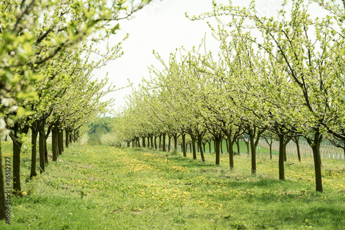 Line of plum trees in beautiful orchard