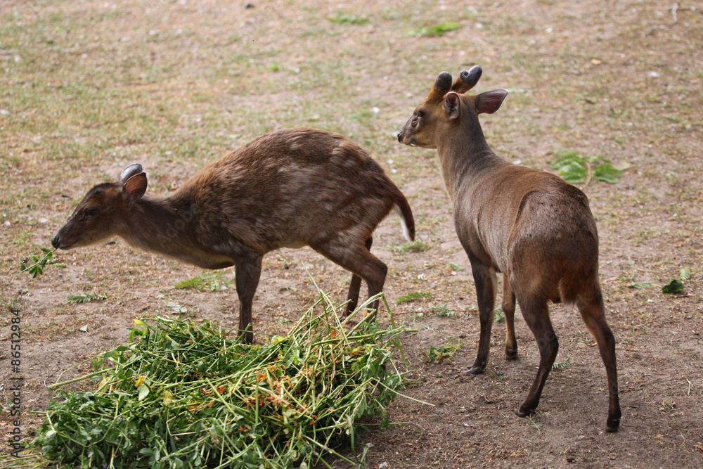 Chinese muntjac (Muntiacus reevesi), also known as the Reeves's