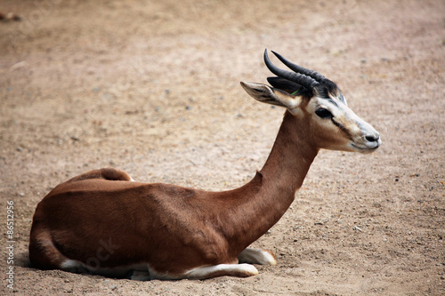 Mhorr gazelle (Nanger dama mhorr).