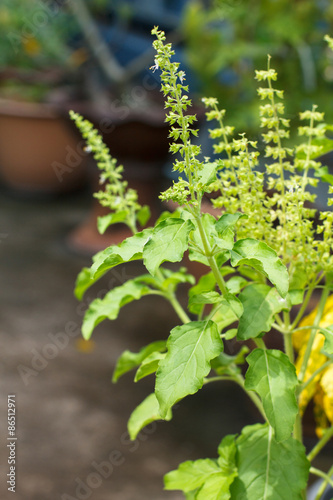 Holy basil tree blossom