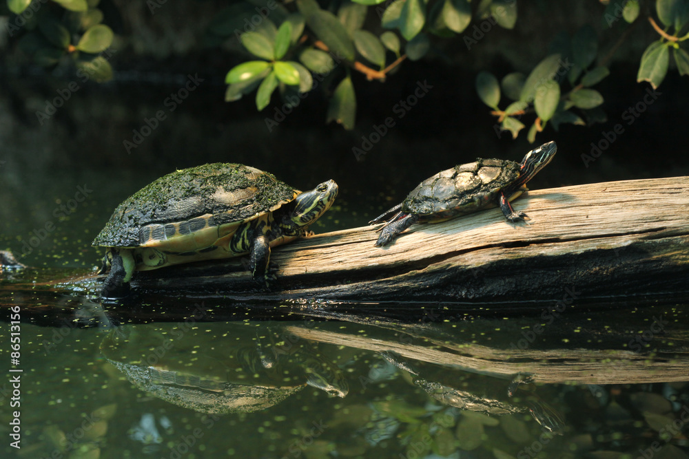 Naklejka premium River cooter and Eastern painted turtle.