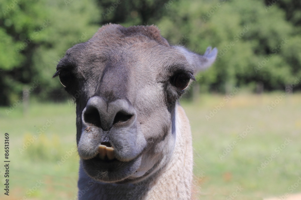 Obraz premium Tête de lama