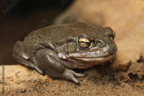 Colorado river toad (Incilius alvarius).