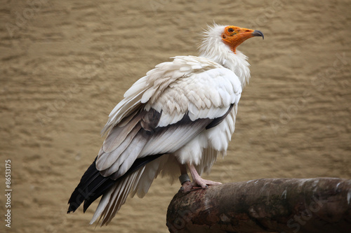 Egyptian vulture  Neophron percnopterus .