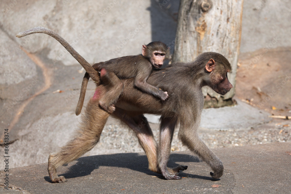 Fototapeta premium Hamadryas baboon (Papio hamadryas).