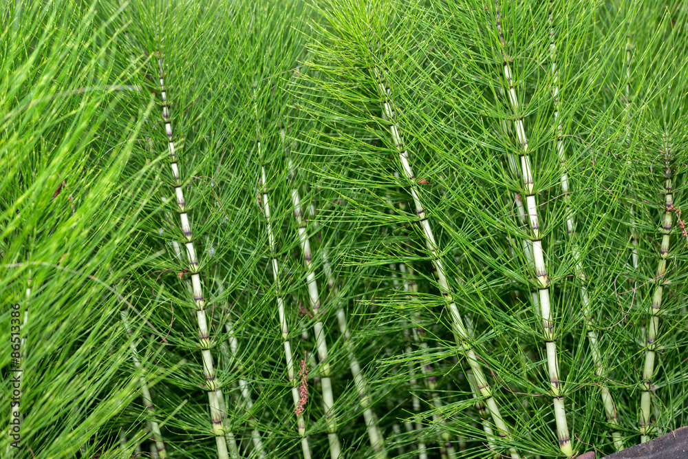 Equisetum arvense, Field Horsetail plants, Italy Equisetum arvense, Field Horsetail plants, Italy