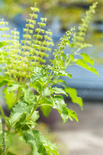 Holy basil tree blossom