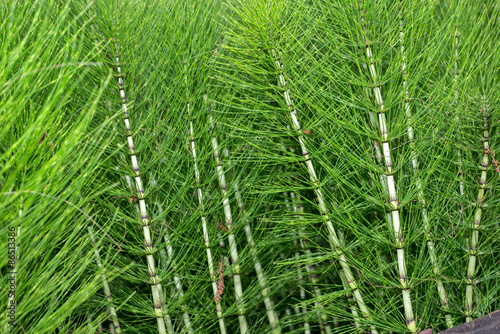 Equisetum arvense, Field Horsetail plants, Italy