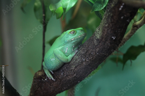 Waxy monkey tree frog (Phyllomedusa sauvagii).