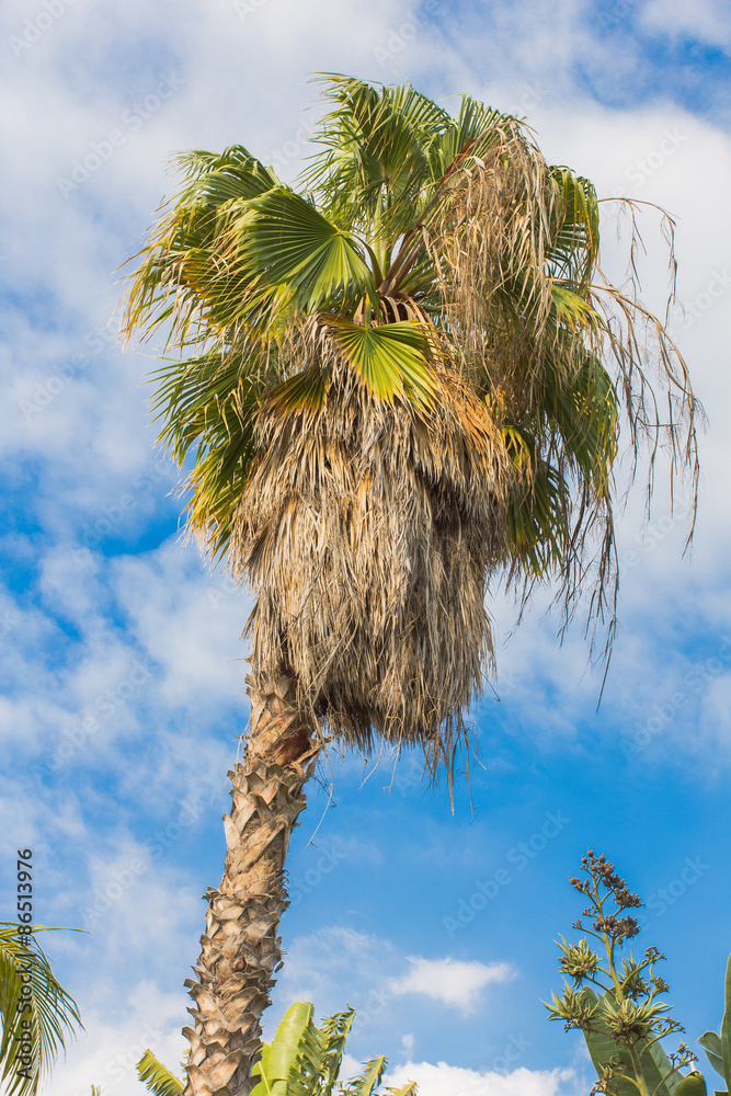 palmier latanier chevelu, île de la Réunion Stock Photo | Adobe Stock