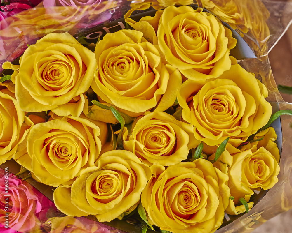 vibrant yellow rose flowers closeup, natural background vibrant yellow rose flowers closeup, natural background