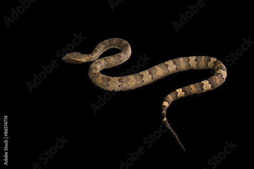 The male morelia spilota harrisoni python on black background