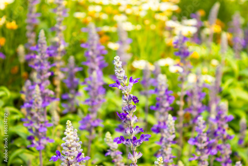Vintage photographs of wild flowers, purple, lavender sunset.