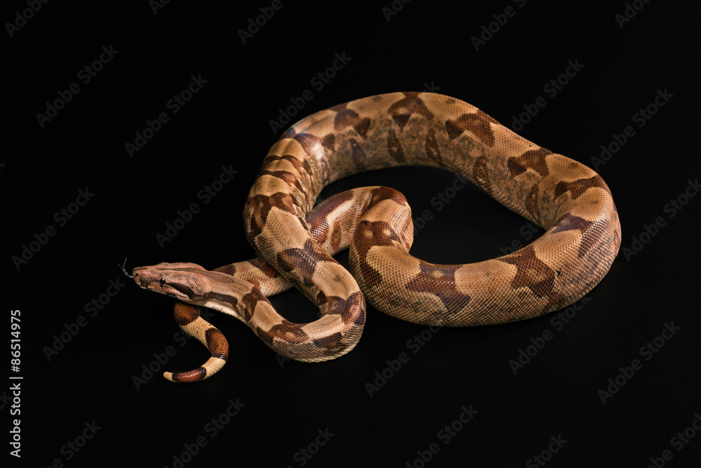 Boa constrictors isolated on black background Boa constrictors isolated on black background