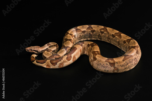 Boa constrictors  isolated on black background