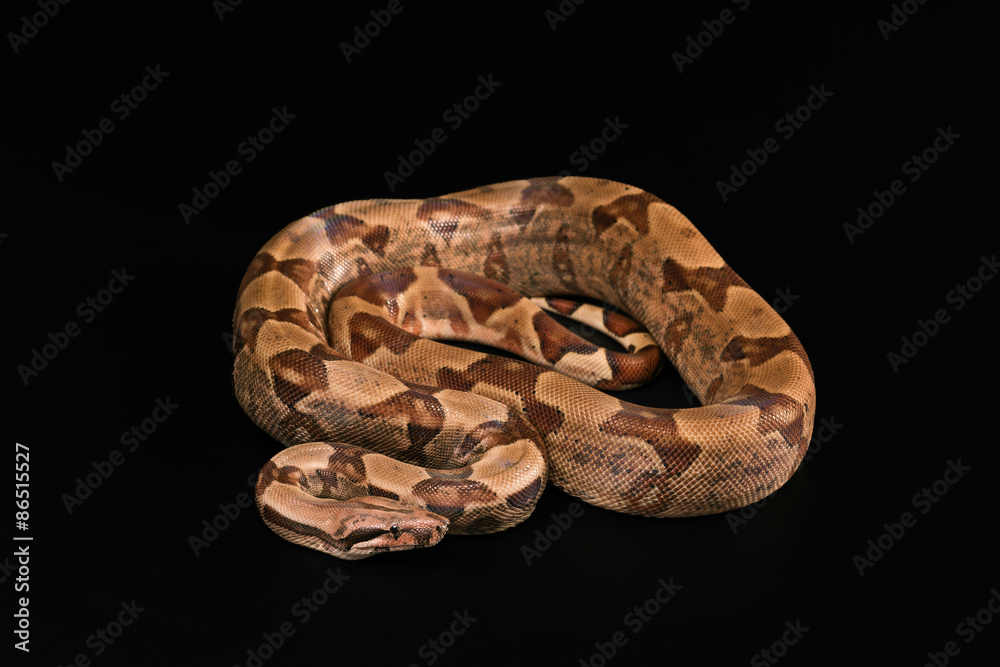 Fototapeta premium Boa constrictors isolated on black background