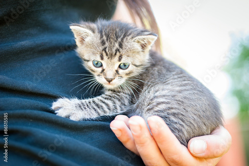 Little kitten in a hand