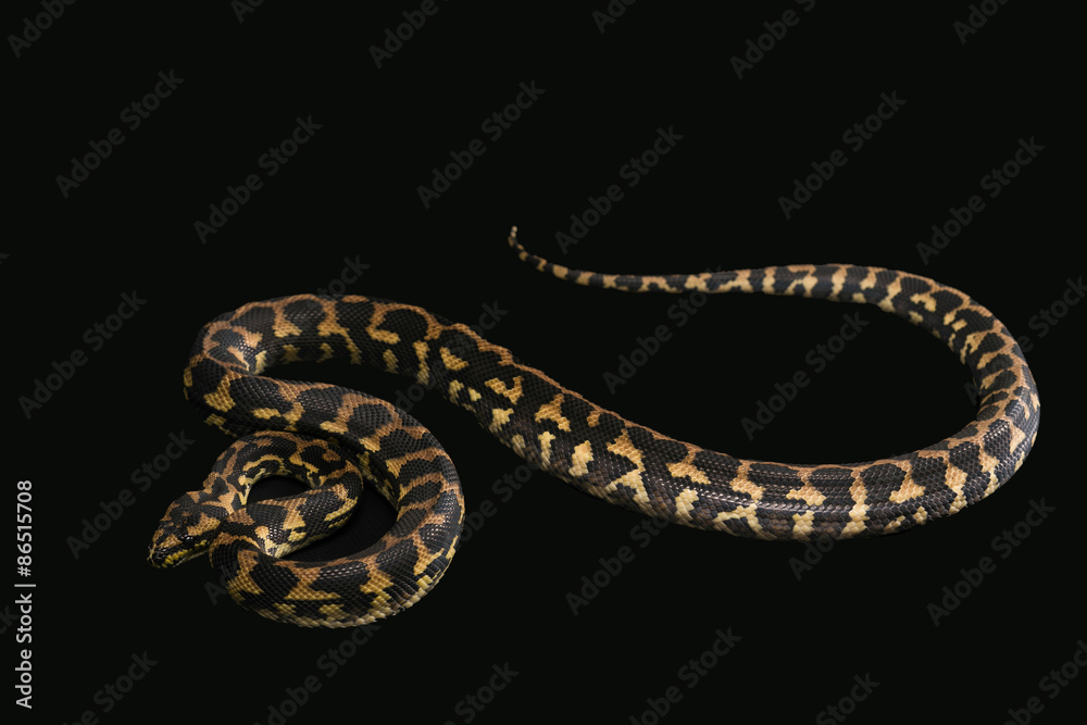 Fototapeta premium The male morelia spilota harrisoni python on black background