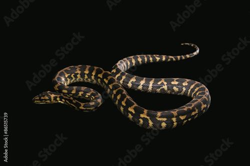 Wallpaper Mural The male morelia spilota harrisoni python on black background Torontodigital.ca