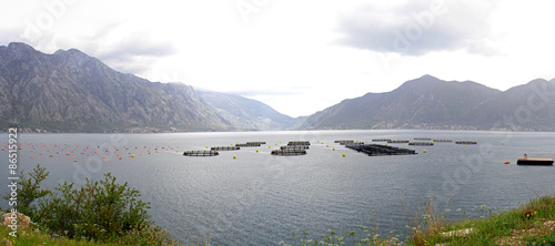 Farming fish Montenegro photo