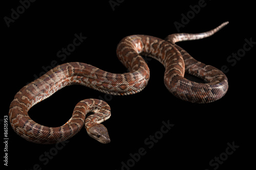 Hispaniolan boa, Chilabothrus or epicrates striatus