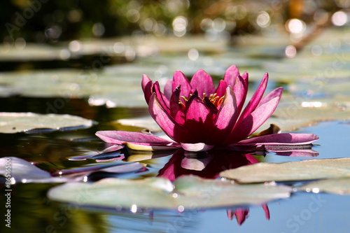 Pink Lotus flower in a Fountain