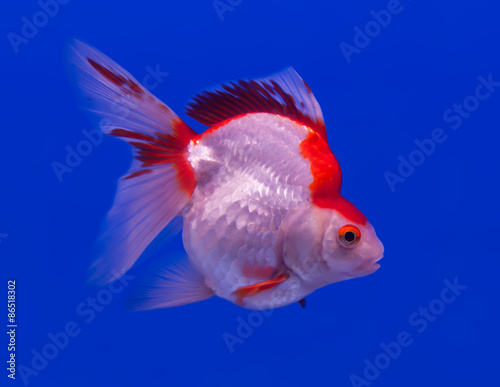 Beautiful goldfish in the aquarium. © sibadanpics