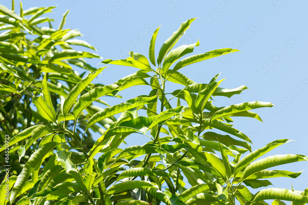 Green Mango leaves on blue sky Green Mango leaves on blue sky