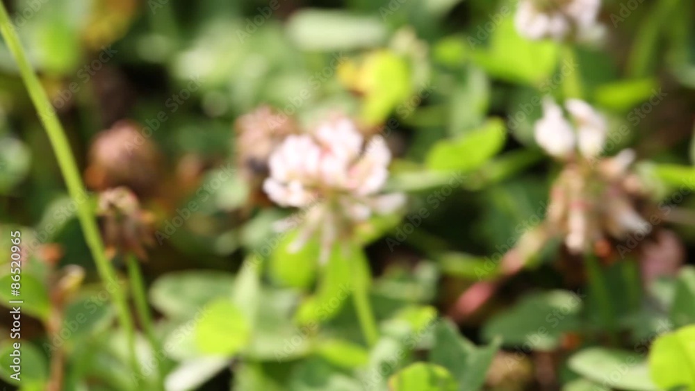 Beine auf Kleeblüten, bestäubt Blüten Beine auf Kleeblüten, bestäubt Blüten