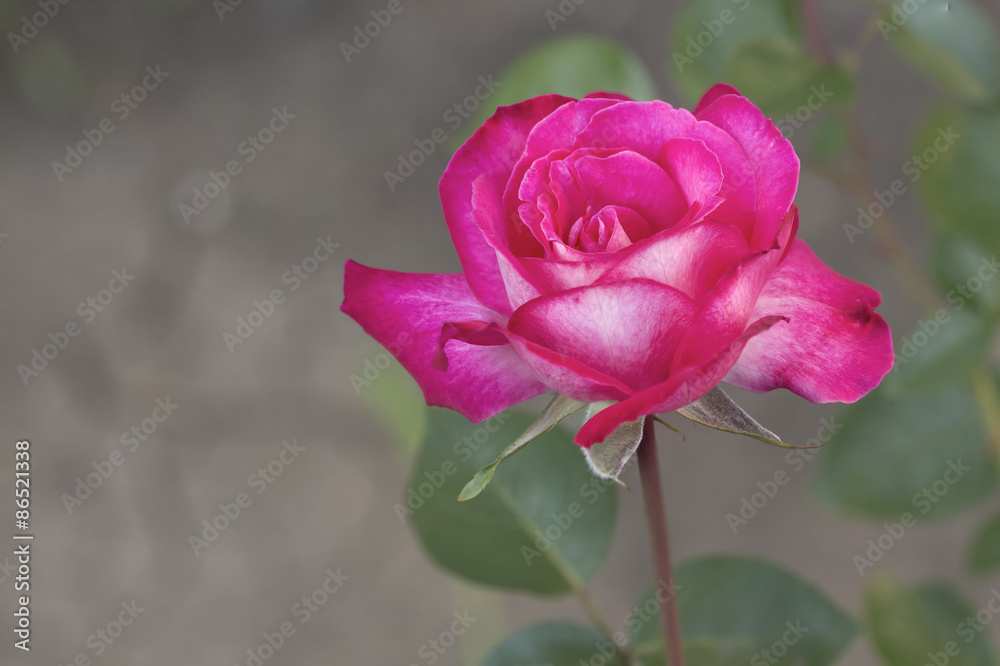 white and pink rose original summer background white and pink rose original summer background