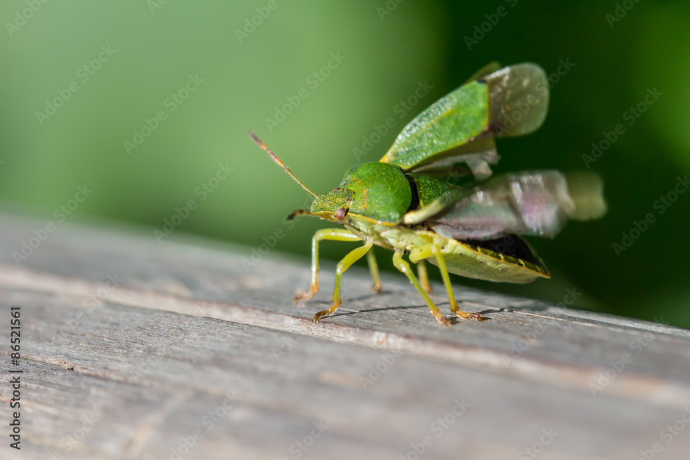 Grüner Käfer im Abflug