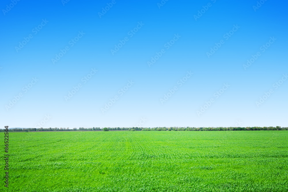 Green grass field and blue sky