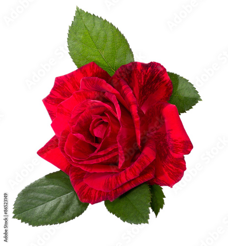 beautiful red rose