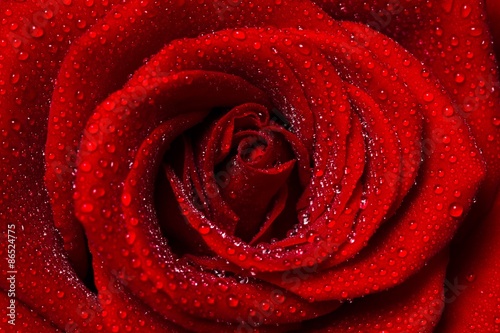 Rose  Valentine s Day  Red.